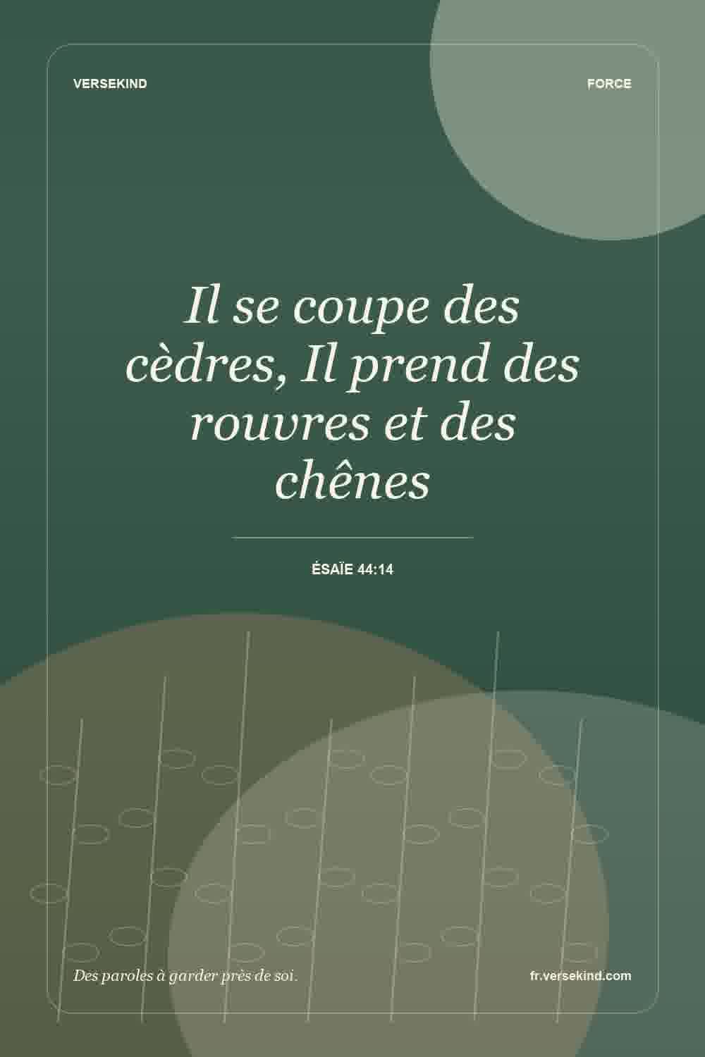 Il se coupe des cèdres, Il prend des rouvres et des chênes — Ésaïe 44:14